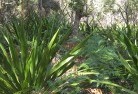 Sandy Creek NSWplanting-garden-and-landscape-design-46.jpg; ?>